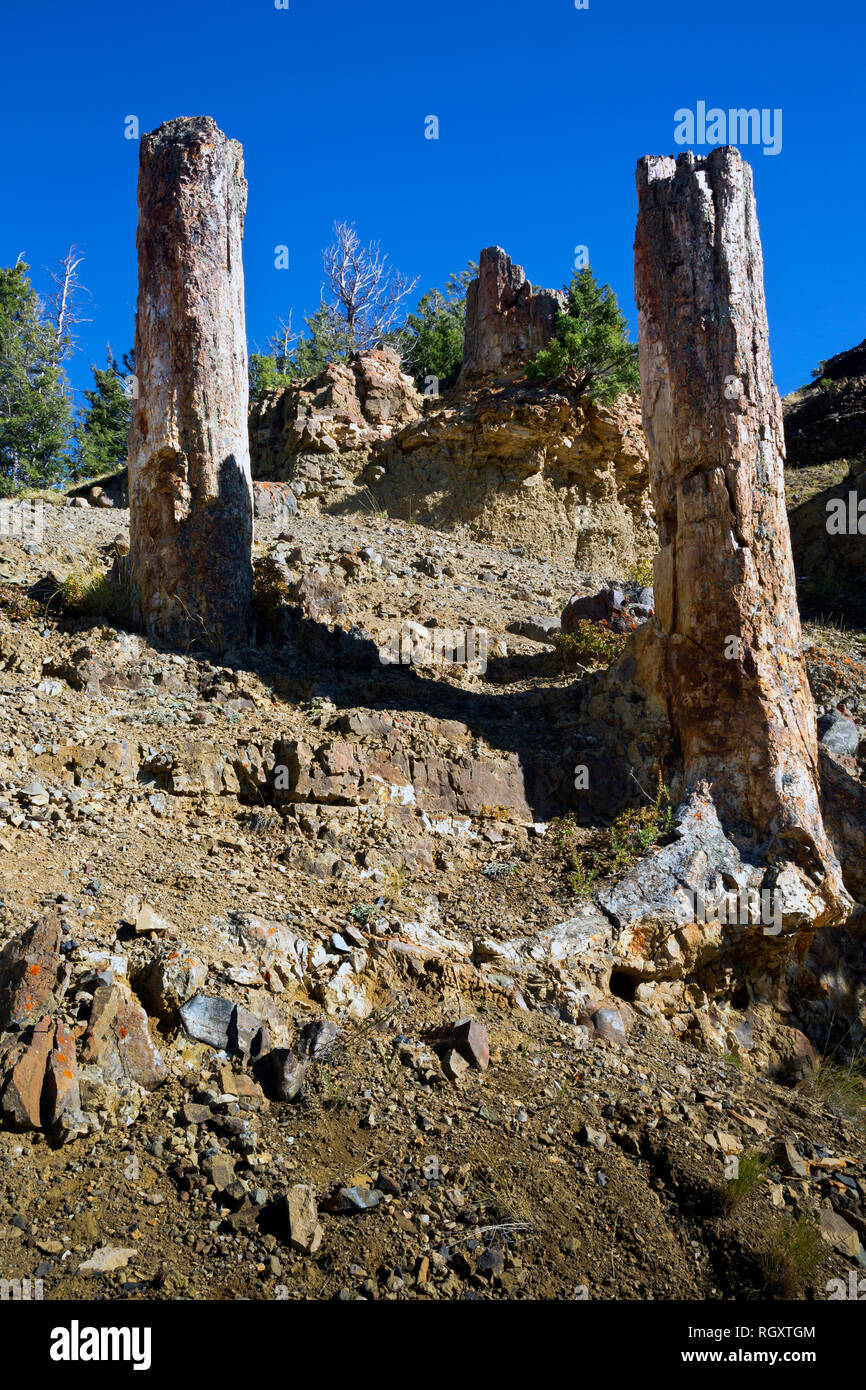 WY03089-00...WYOMING - Les troncs de deux arbres avec une grande souche d'un arbre séquoia dans l'antique Forêt Pétrifiée situé sur un épaulement de Speciman R Banque D'Images