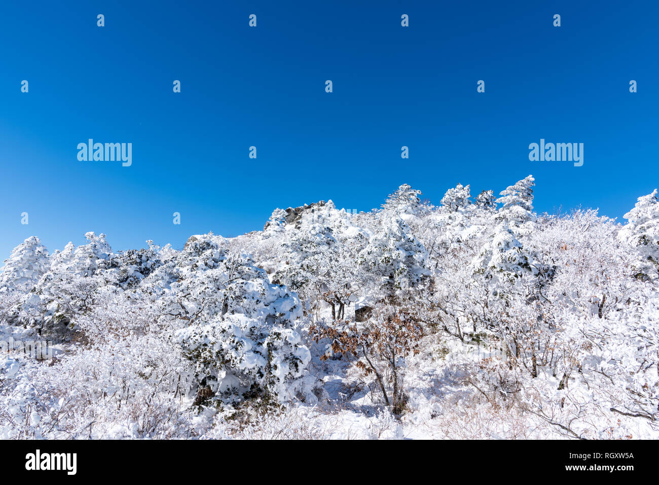 Sur les arbres couverts de neige à Deogyusan mountain. Banque D'Images