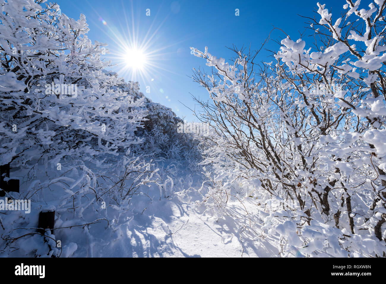 Sur les arbres couverts de neige à Deogyusan mountain. Banque D'Images