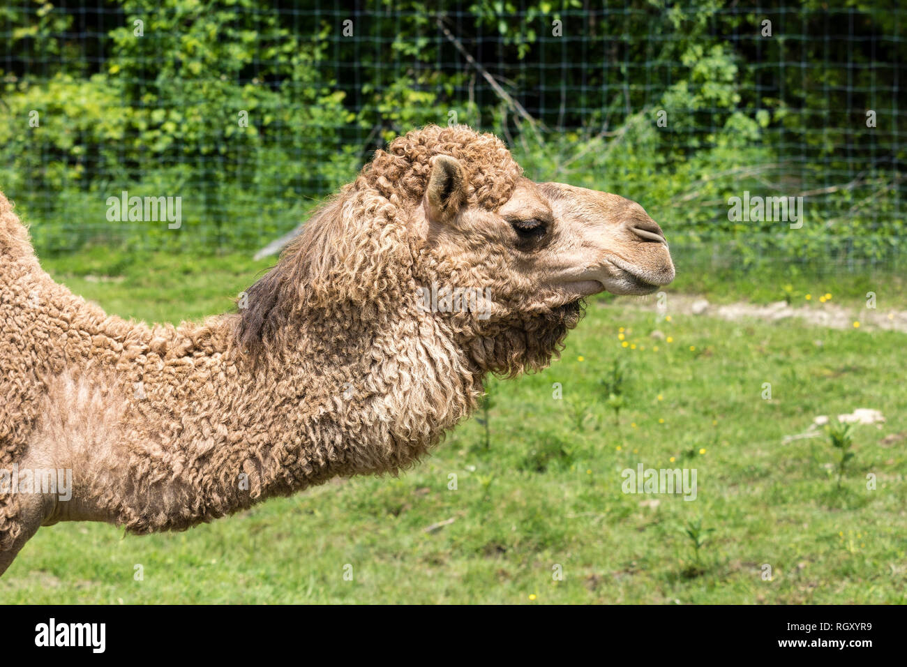 Un Chameau Bosse Banque d'image et photos - Alamy