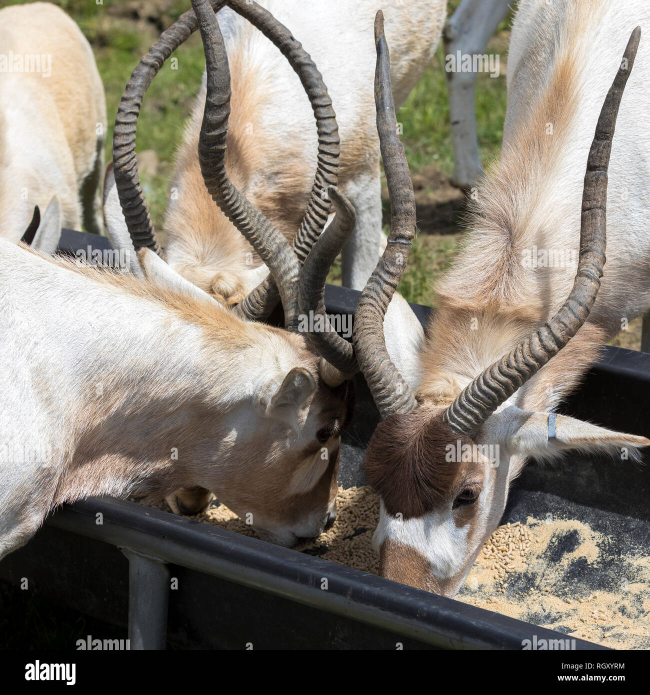 Un groupe d'antilopes addax, (également connu sous le nom de white antilopes et le screwhorn les antilopes) Alimentation à partir de la crèche, au Parc Safari à Hemmingford Banque D'Images