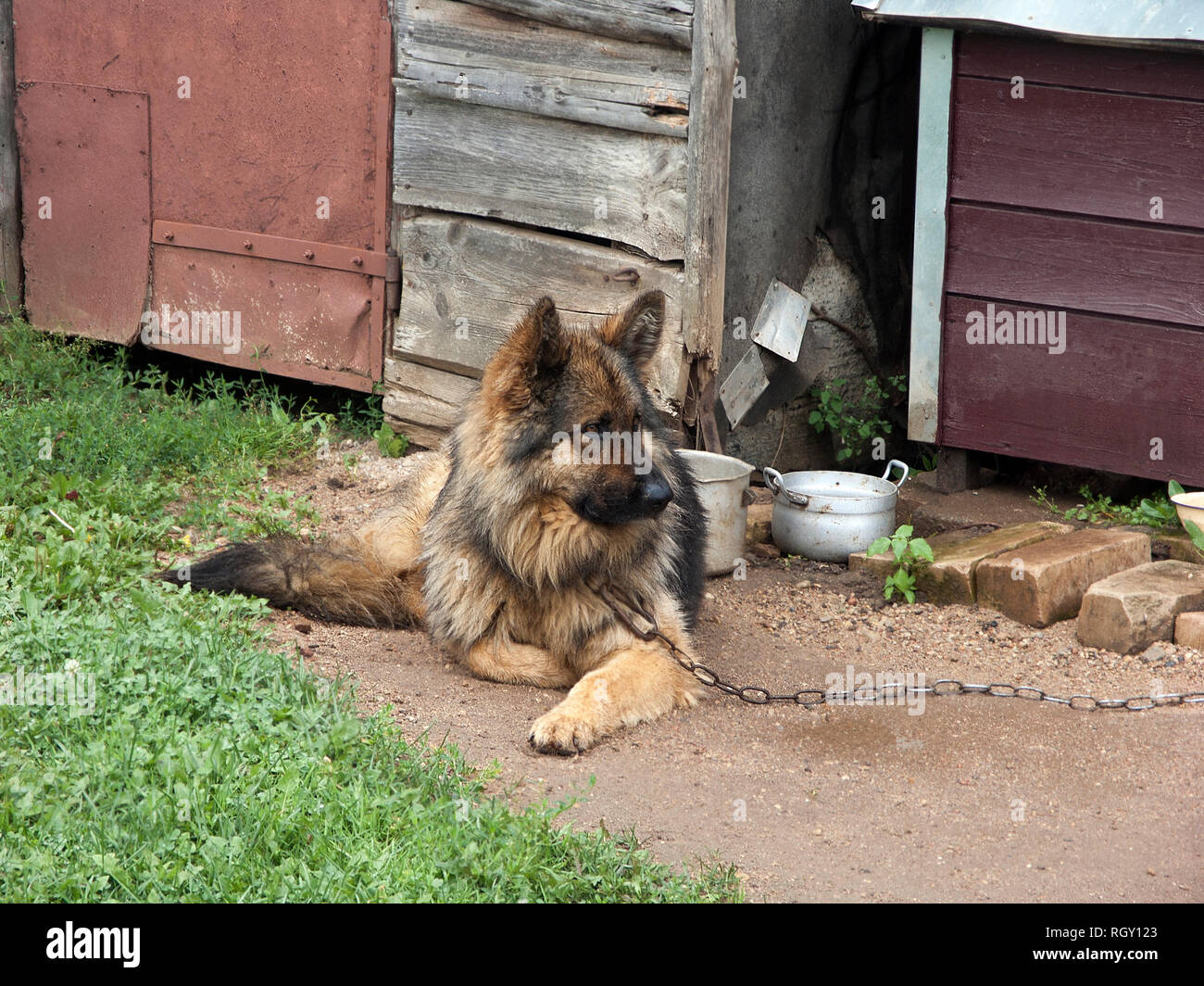 Un chien de grande race attaché à une grange dans le jardin, piscine shot Banque D'Images