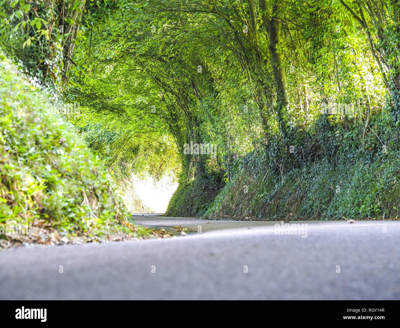 Tunnel vert, route étroite, Calvados, Normandie, France, Europe Banque D'Images