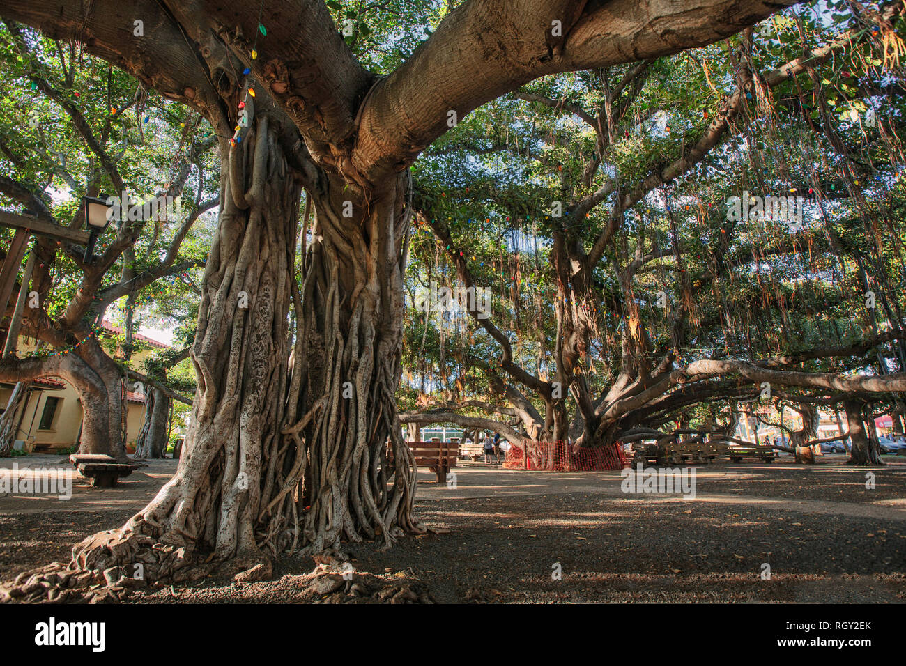 Le Banyan Tree à Lahaina, Maui (HI) Banque D'Images