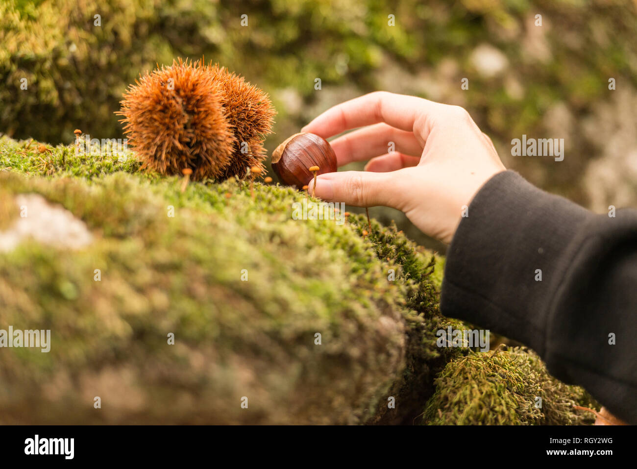 Un Jeune Prend Une Main Sur Une Couche De Chataignier Photo Stock Alamy