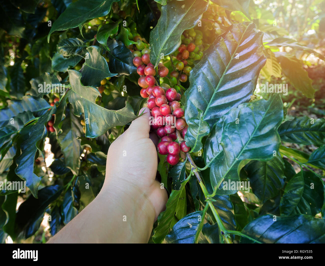 Cueillette à la main les grains de café Arabica rouge sur caféier Banque D'Images