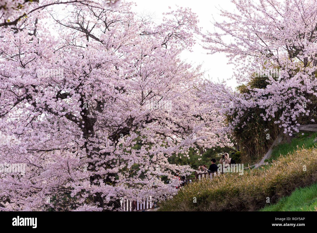 Cherry Blossom Festival à Gyeongpodae lake, Gangneung city. Banque D'Images