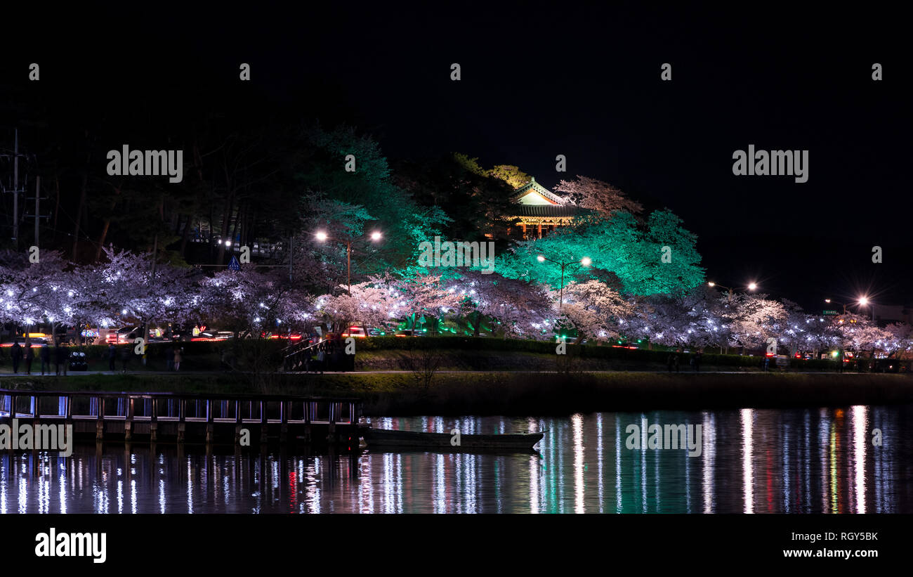 Cherry Blossom Festival à Gyeongpodae Lake dans la nuit, la ville de Gangneung. Banque D'Images