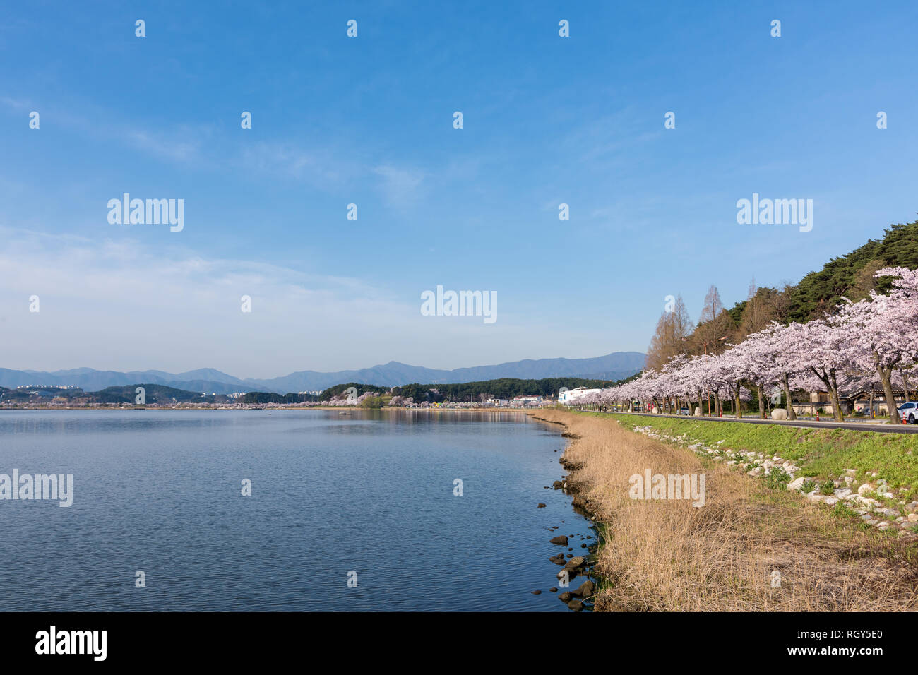 Cherry Blossom Park dans la ville de Gangneung, lac Gyeongpodae, Banque D'Images