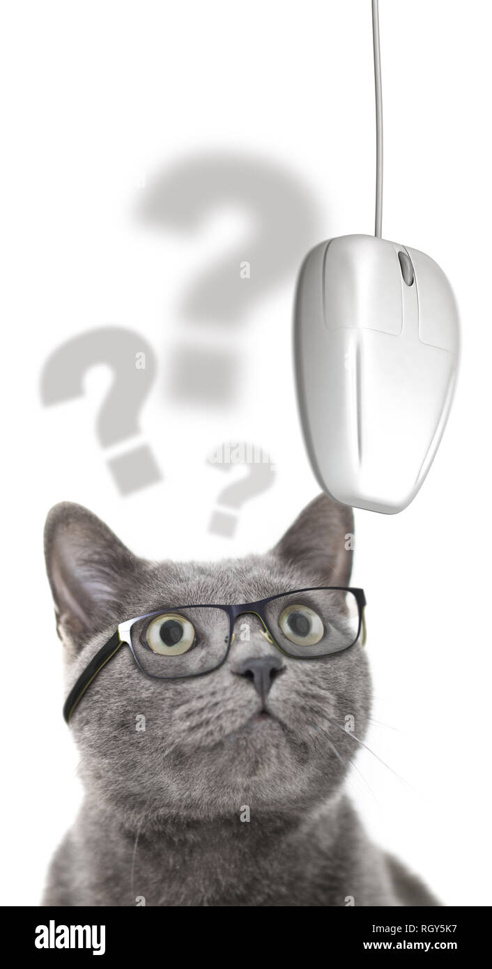 Chat Avec Des Lunettes A L Ordinateur A La Souris Sur Fond Blanc Photo Stock Alamy Chat Avec Des Lunettes A L Ordinateur A La Souris Sur Fond Blanc Photo Stock Alamy