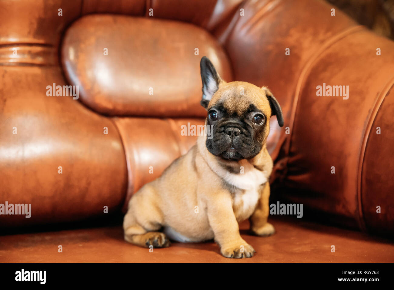 Jeune Bouledogue Francais Chien Assis Sur Le Canape Rouge A L Interieur Bebe Chien Drole Photo Stock Alamy Jeune Bouledogue Francais Chien Assis Sur Le Canape Rouge A L Interieur Bebe Chien Drole Photo Stock Alamy