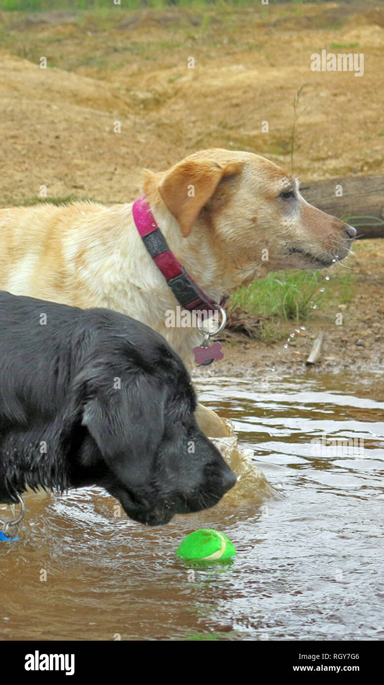 labradors noirs et jaunes jouant dans l'eau Banque D'Images