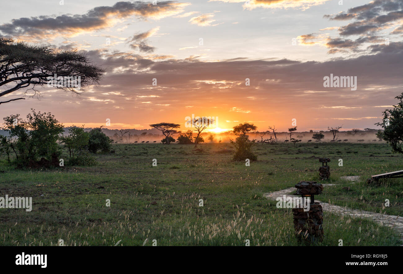 Safari au Kenya et en Tanzanie, Dec'18 et Jan'17 Banque D'Images