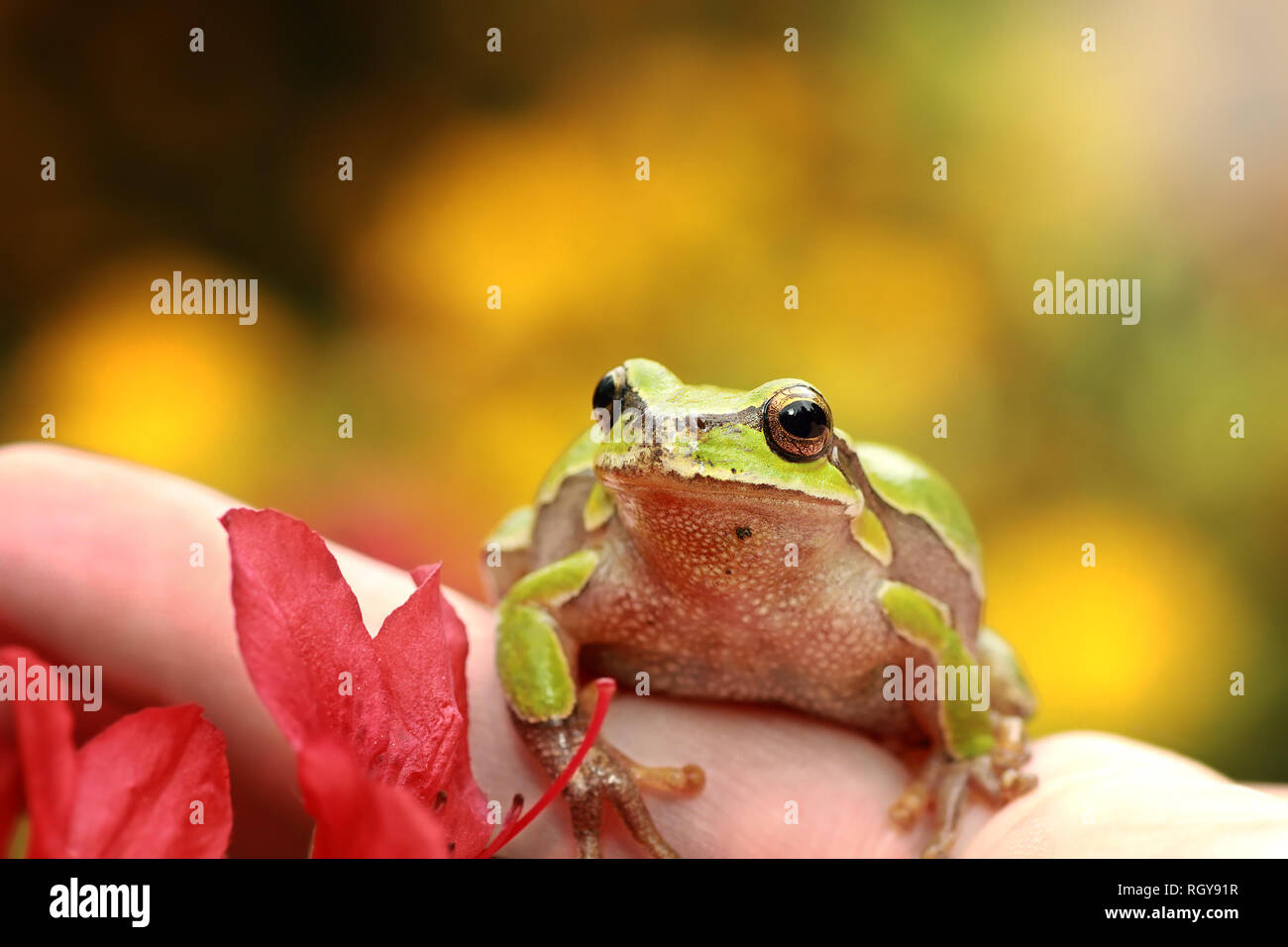 Cute european tree frog ( Hyla arborea ) Banque D'Images