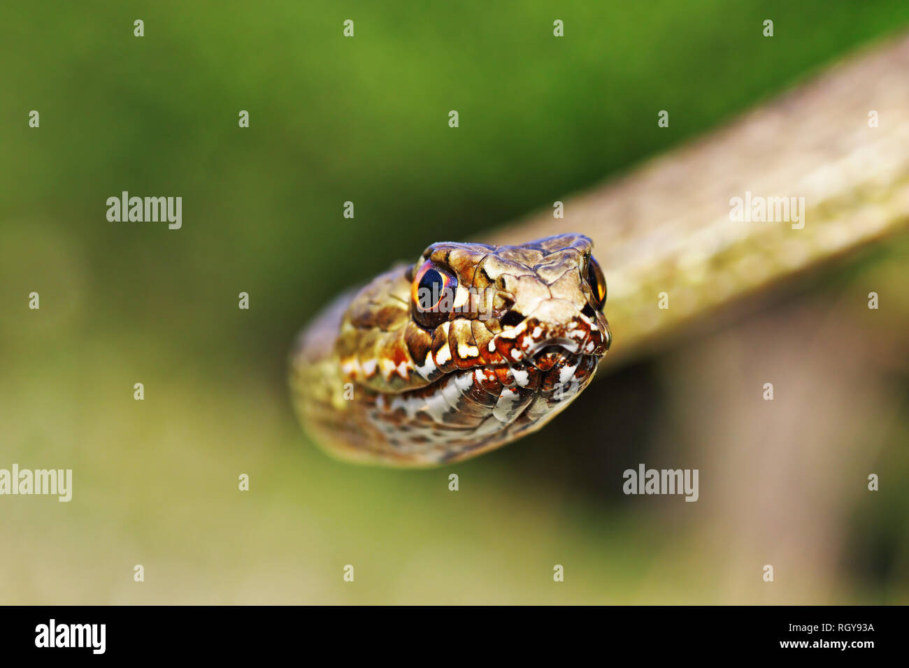 L'Est de Montpellier portrait de serpent à la recherche vers l'appareil photo ( Malpolon insignitus ) Banque D'Images