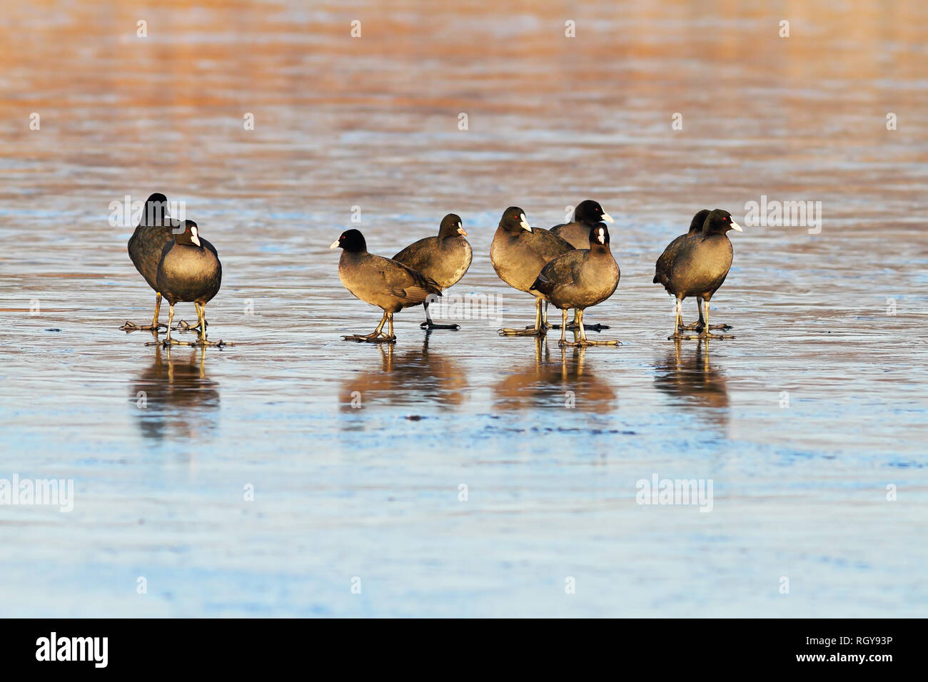 Troupeau d'oiseaux sur la surface de l'eau congelée ( Fulica atra ) Banque D'Images