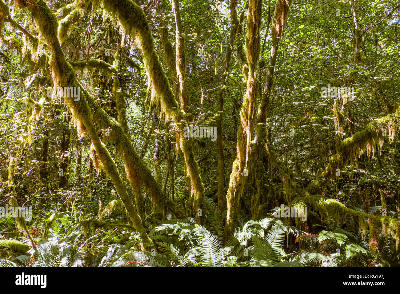 Hoh forêt dans la péninsule Olympique, dans l'état de Washington, USA Banque D'Images