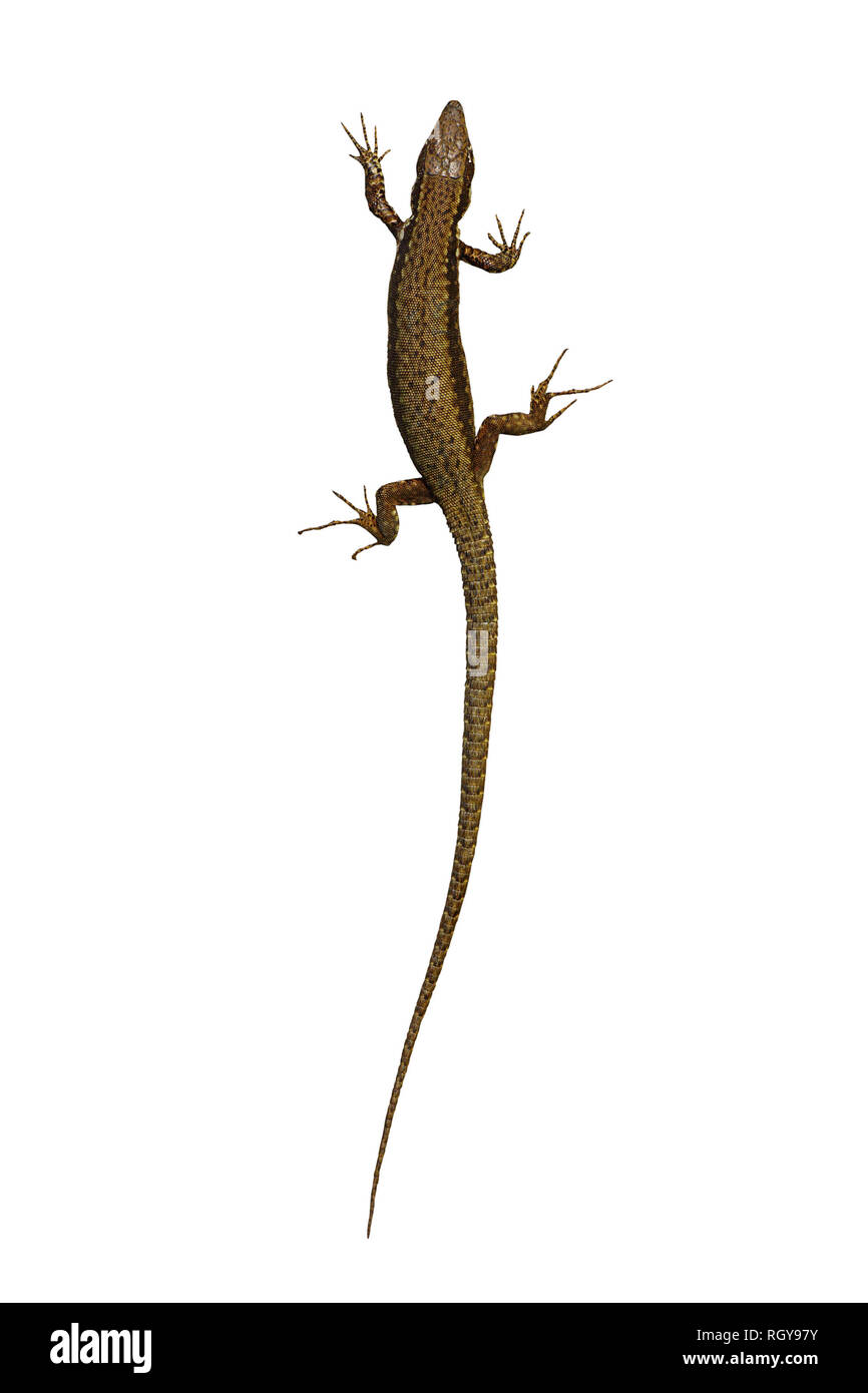 Podarcis muralis Lacerta syn isolé sur fond blanc ( lézard des murailles ) Banque D'Images
