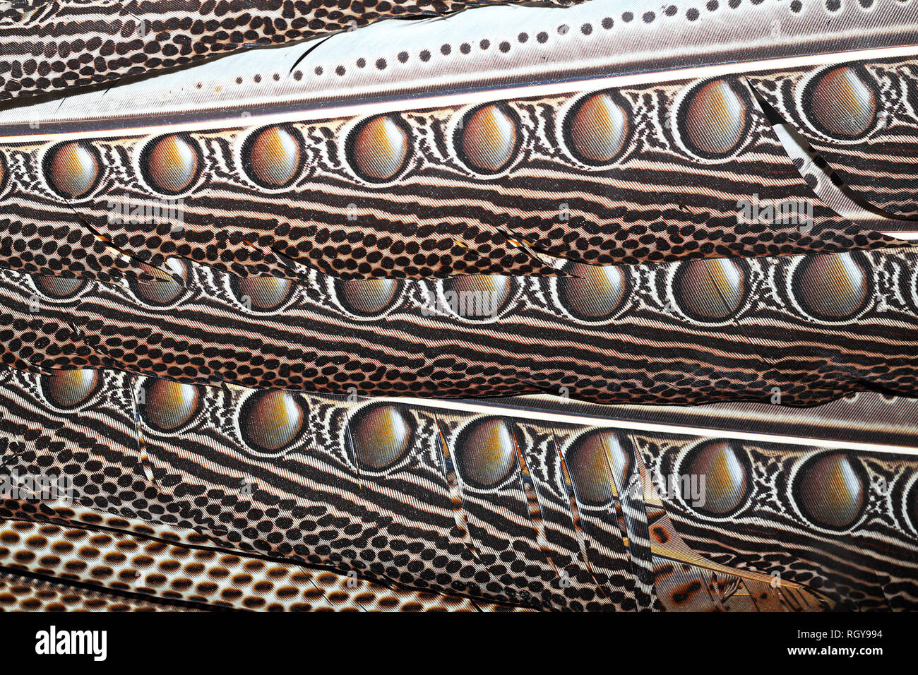 Borneo texturé plumes de faisan ( Argus grayii ) Banque D'Images
