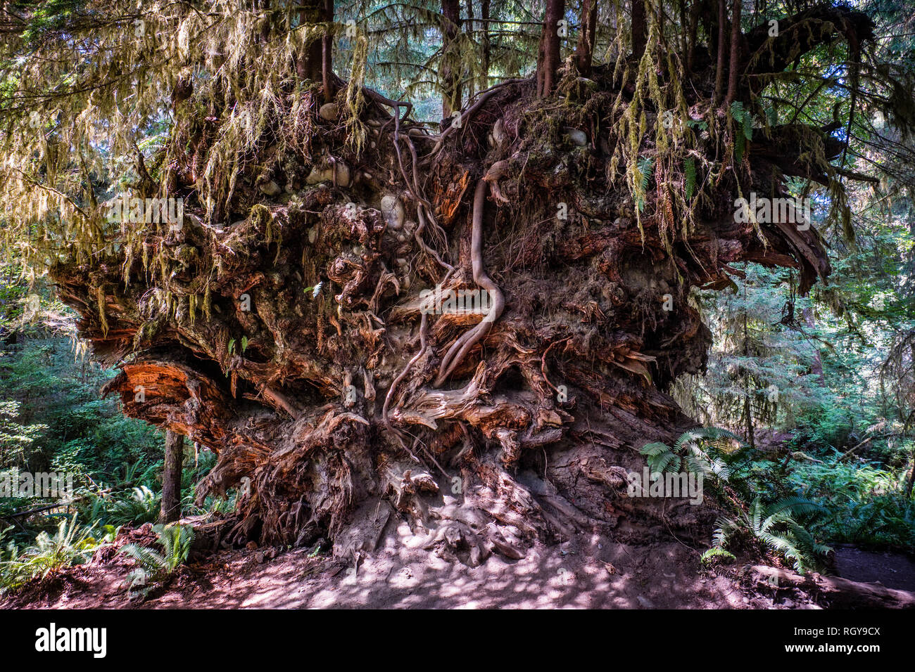 Racines dans la forêt d'Hoh Banque D'Images