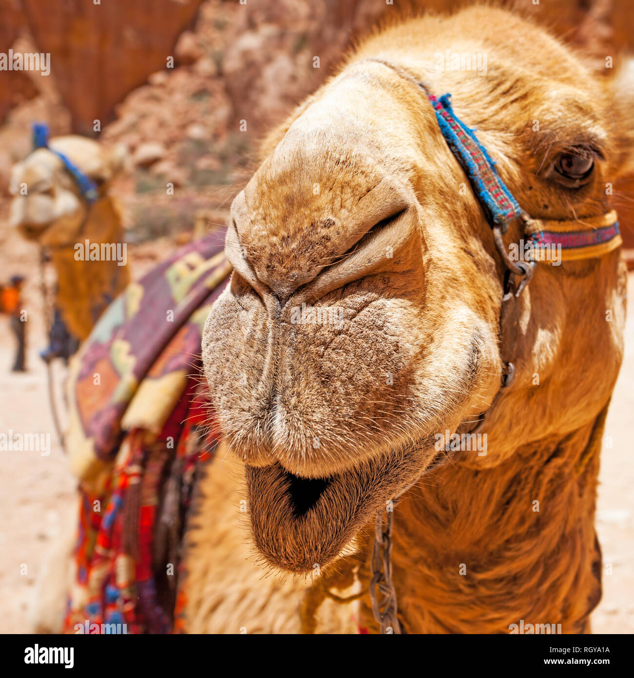 Museau chameau bédouin close-up, Petra, Jotdan Banque D'Images