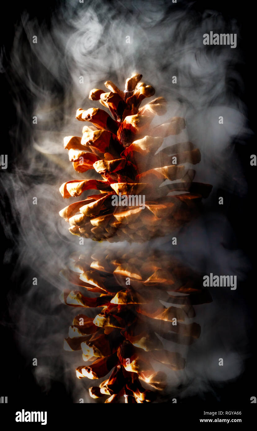 Cône de conifère Banque D'Images