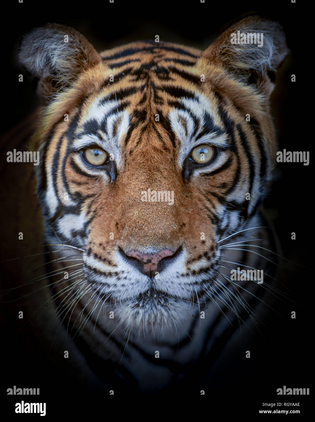 Un Portrait De Tigresse Noor Du Parc National De Ranthambore Tiger Reserver De L Inde Photo Stock Alamy Un Portrait De Tigresse Noor Du Parc National De Ranthambore Tiger Reserver De L Inde Photo Stock Alamy