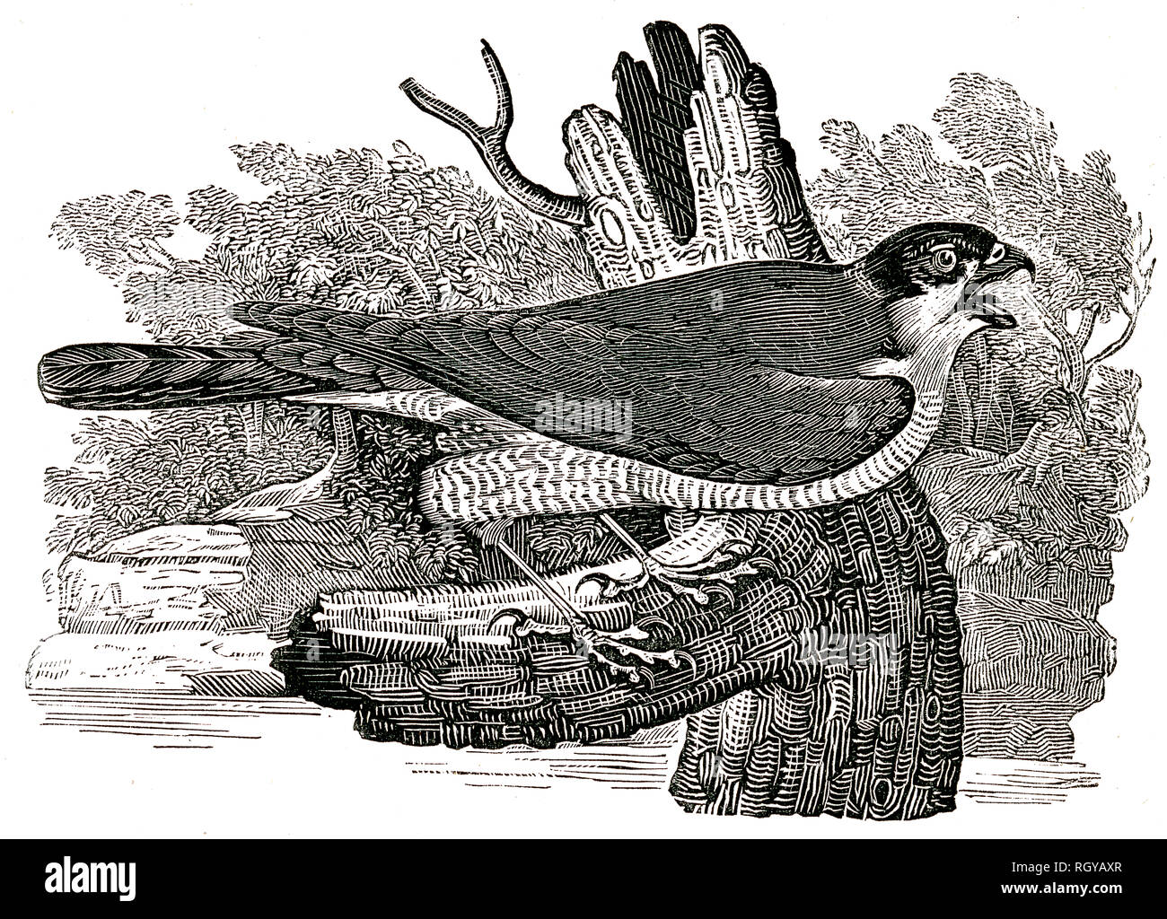 Extrait de "l'histoire naturelle de Selborne' par le Rev, Gilbert White, édition 1875 Banque D'Images