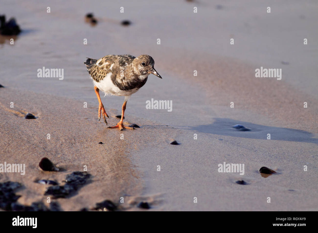 Détaillée Dun Magnifique Oiseau De Mer à Marée Basse Dans