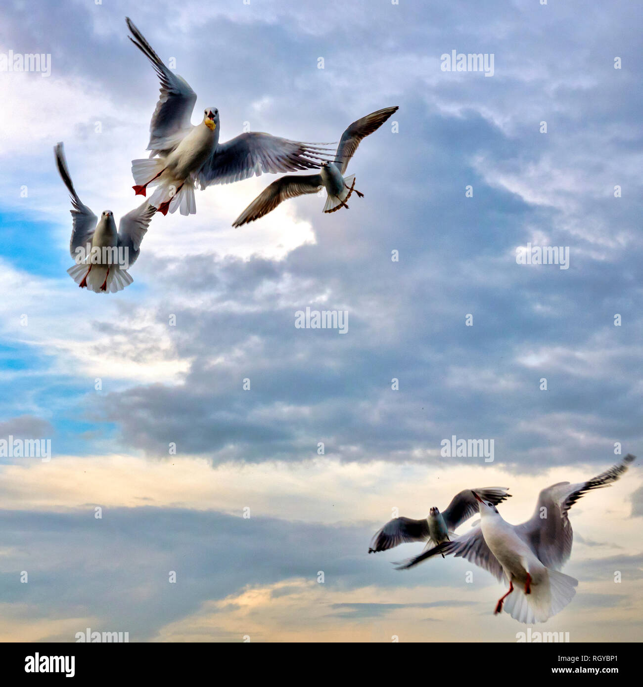 Mouettes volantes au coucher du soleil Banque D'Images