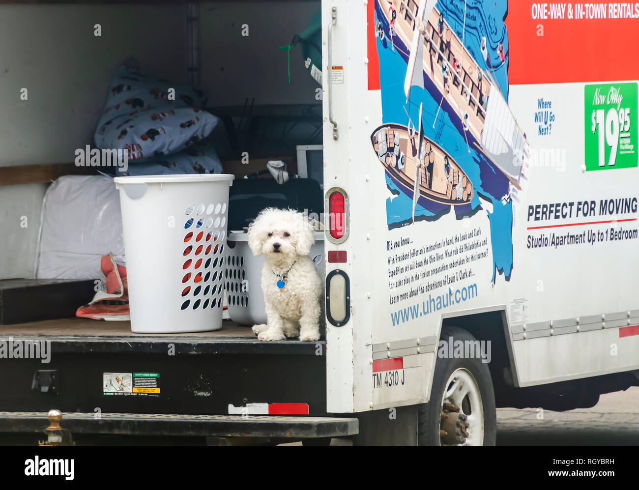 Le meilleur ami de l'homme ! Un chien à la bolognaise attend patiemment son propriétaire dans un UHaul van stationné à l'extérieur d'une copropriété dans le Michigan, USA. Banque D'Images