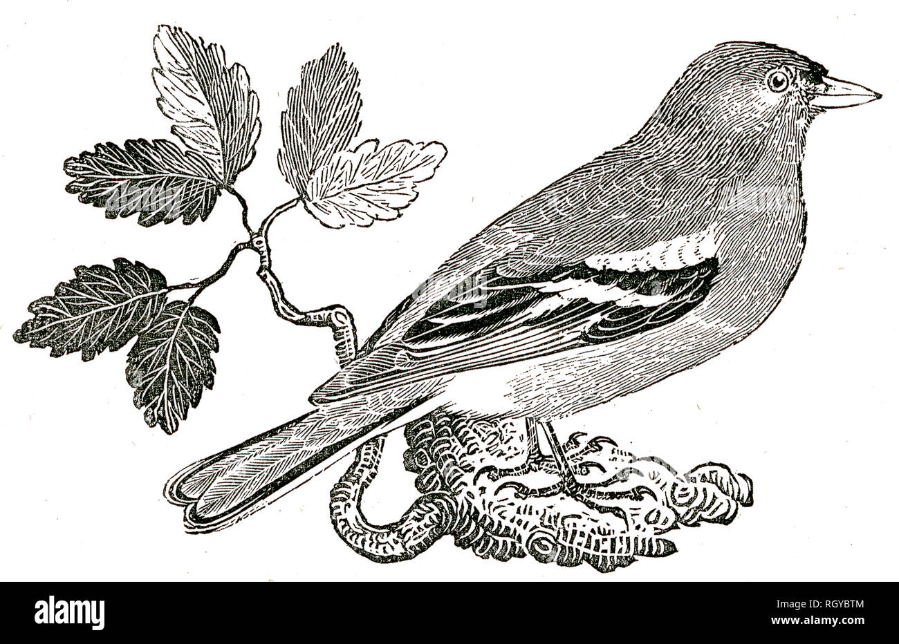 Extrait de "l'histoire naturelle de Selborne' par le Rev, Gilbert White, édition 1875 Banque D'Images