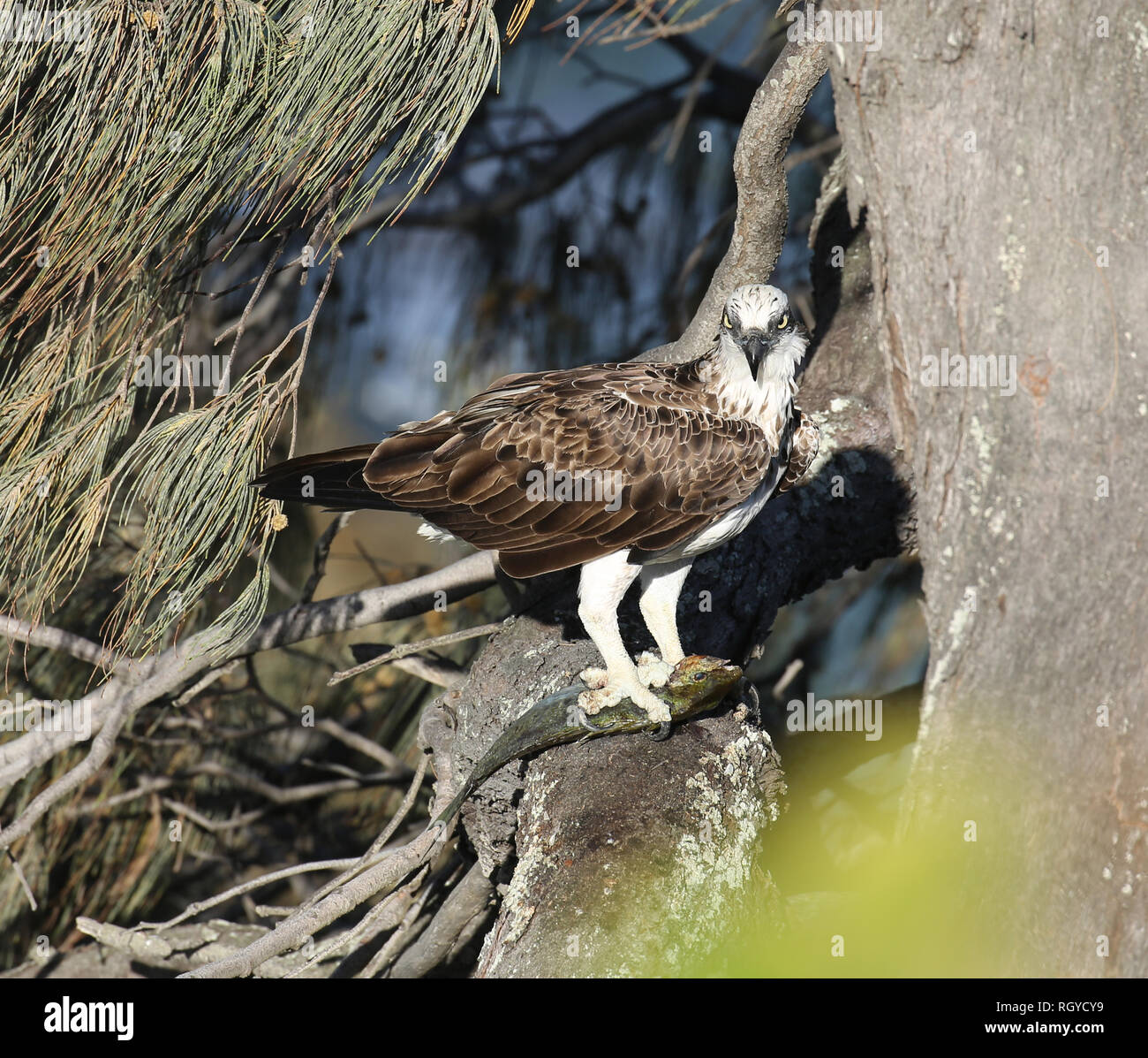 Un oiseau de proie de l'Aigle de mer avec ses prises, un poisson, très haut dans un arbre sur la côte australienne. Banque D'Images