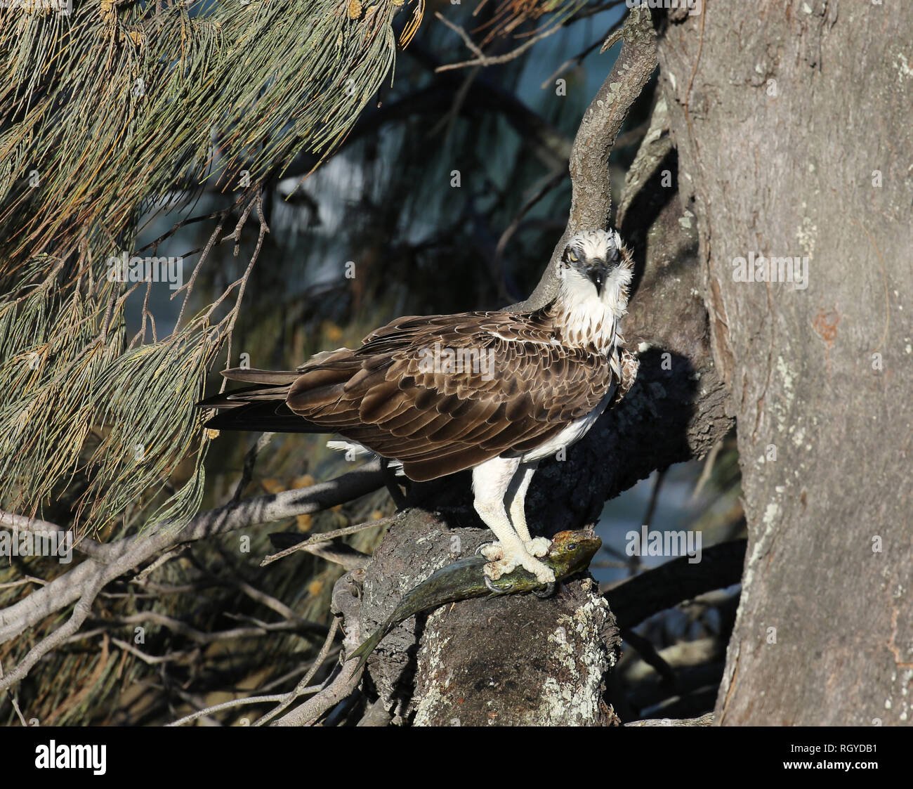 Un oiseau de proie de l'Aigle de mer avec ses prises, un poisson, très haut dans un arbre sur la côte australienne. Banque D'Images