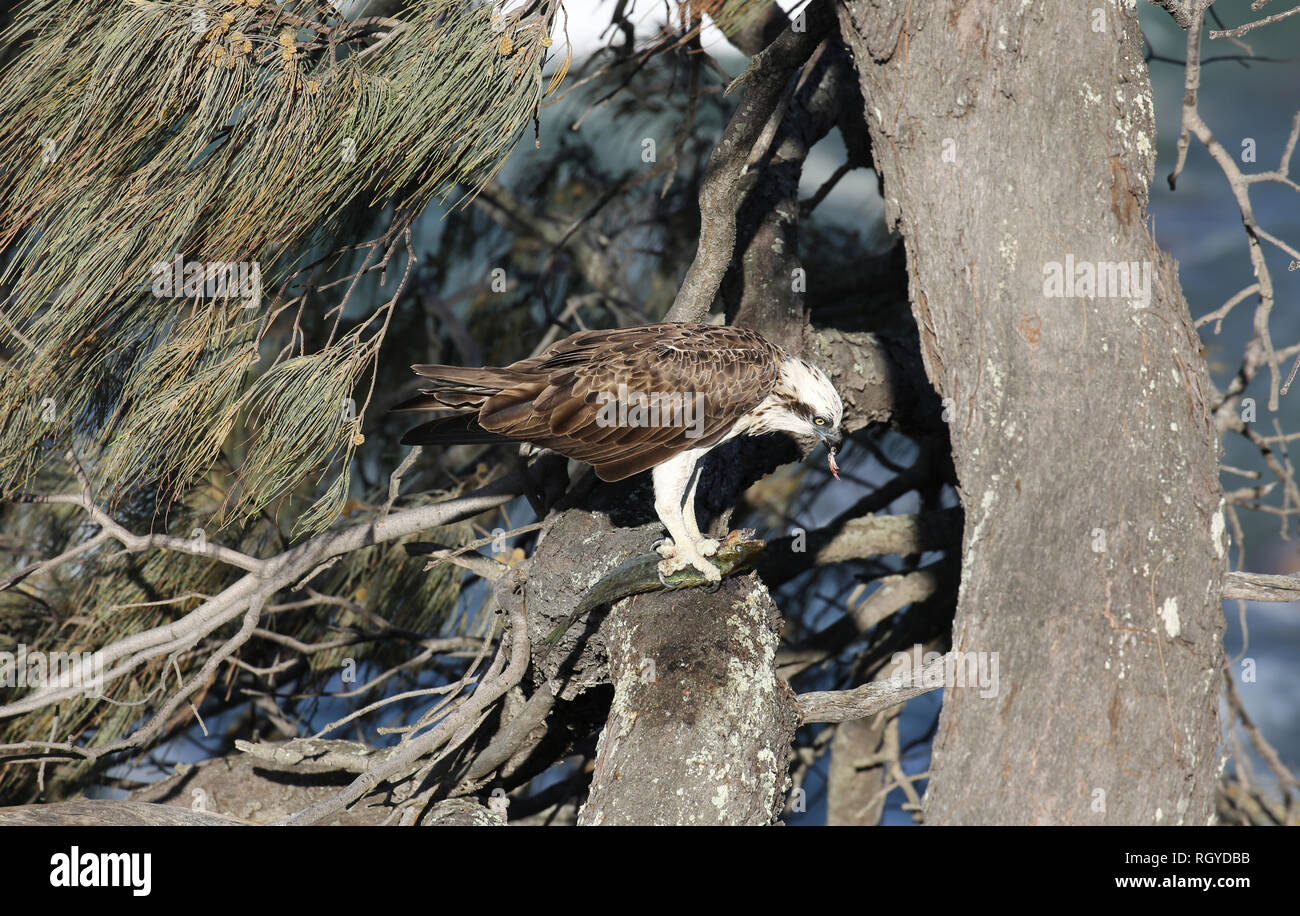 Un oiseau de proie de l'Aigle de mer avec ses prises, un poisson, très haut dans un arbre sur la côte australienne. Banque D'Images