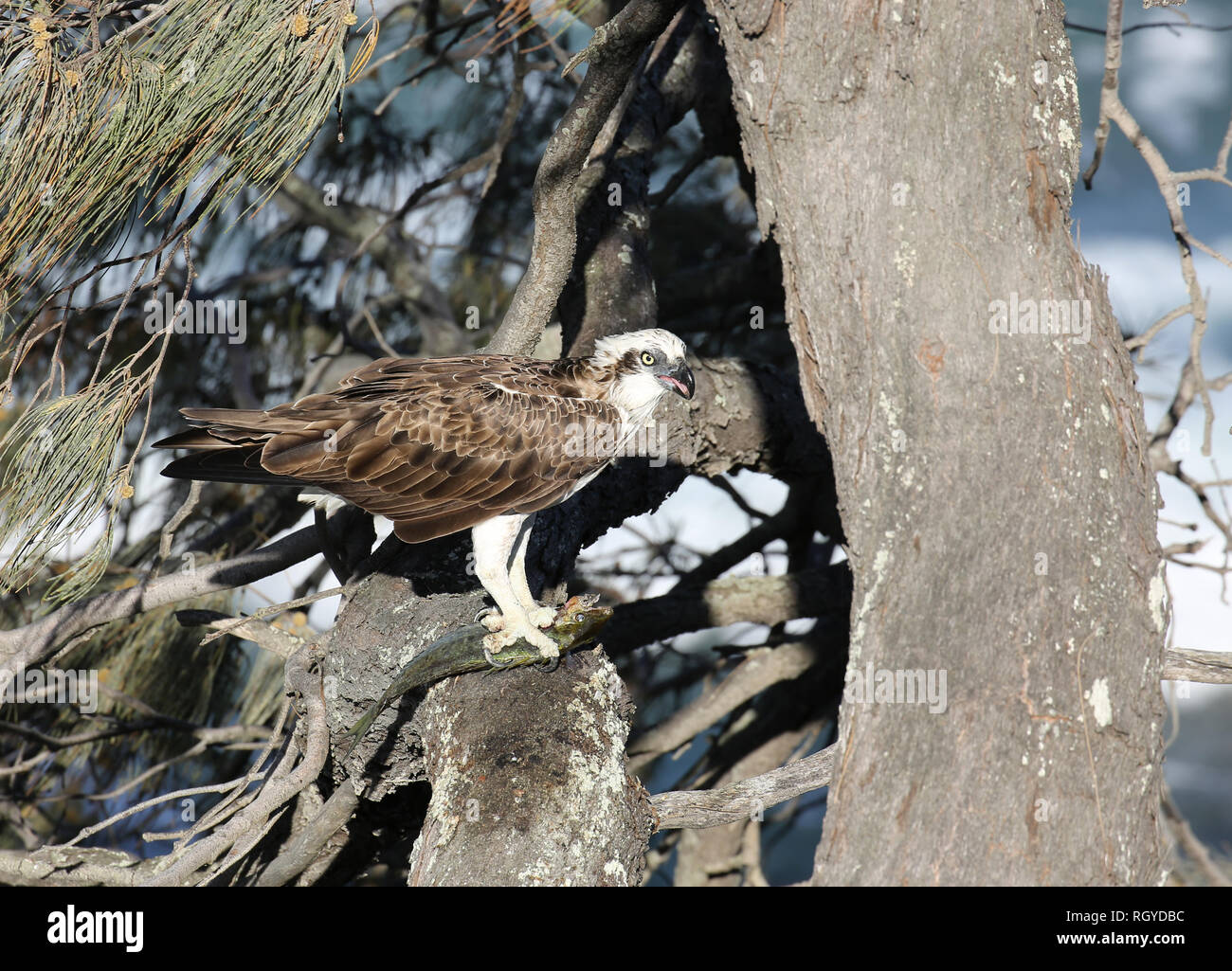 Un oiseau de proie de l'Aigle de mer avec ses prises, un poisson, très haut dans un arbre sur la côte australienne. Banque D'Images