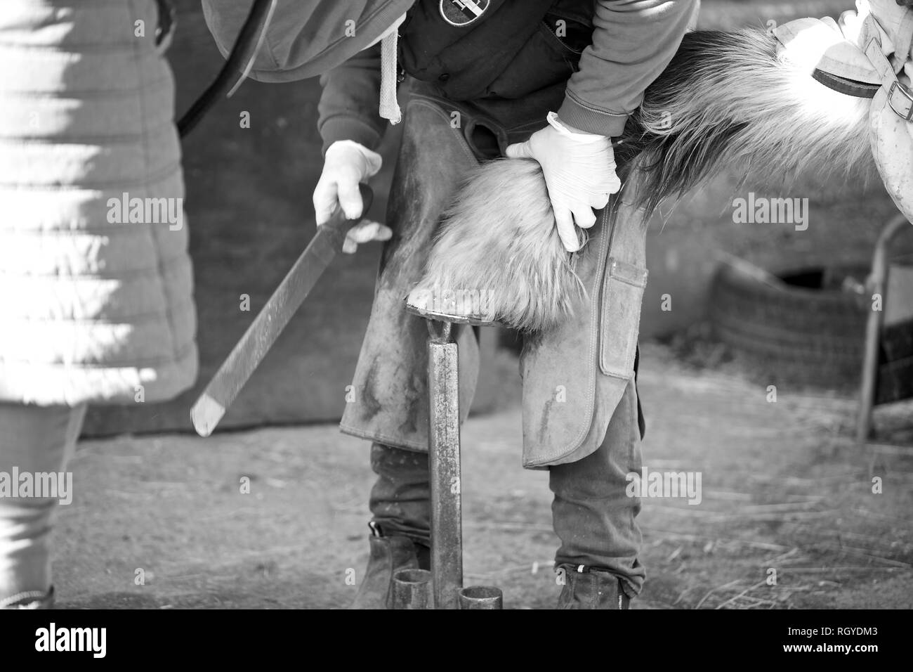 Un bon exemple d'une activité rurale, un maréchal-ferrant au travail shoding un cheval. Banque D'Images