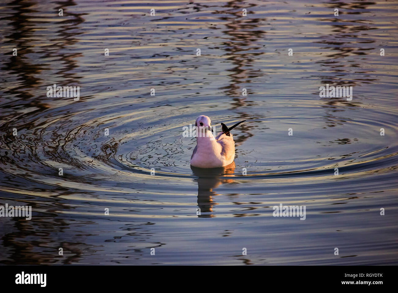 Mouette dans l'eau Banque D'Images