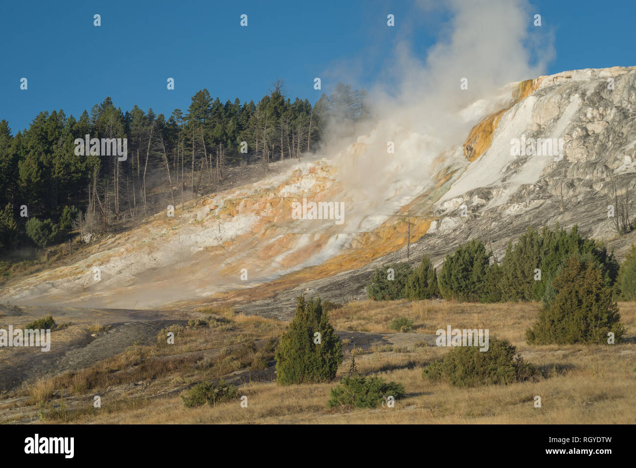 La vapeur s'élève de l'or et le blanc coteaux de Mammoth Hot Springs dans le Parc National de Yellowstone. Banque D'Images