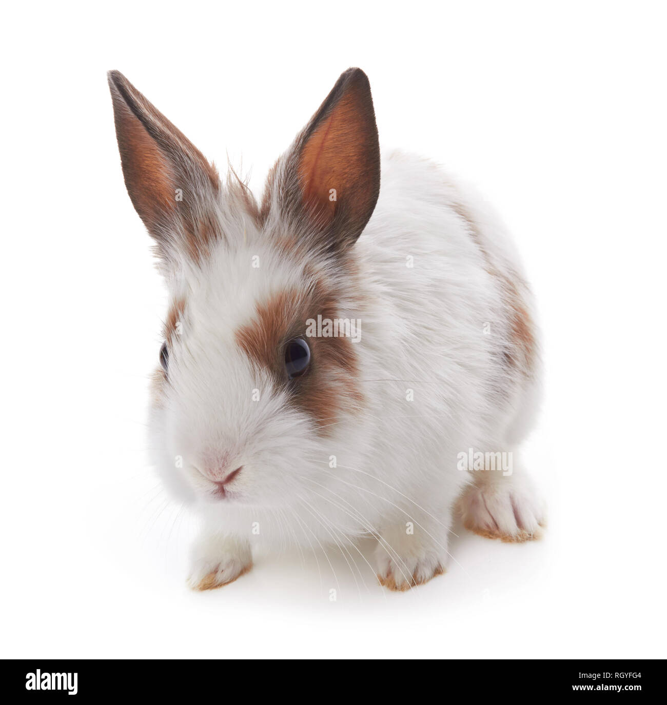 Petit lapin isolé sur fond blanc Banque D'Images