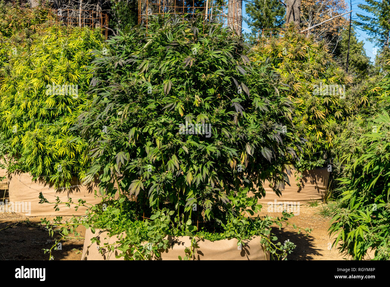 Le cannabis ou la marijuana de plus en plus de plantations à l'extérieur sous un ciel ble dans un jour clair. Partie nord de la Californie. Humboldt Banque D'Images