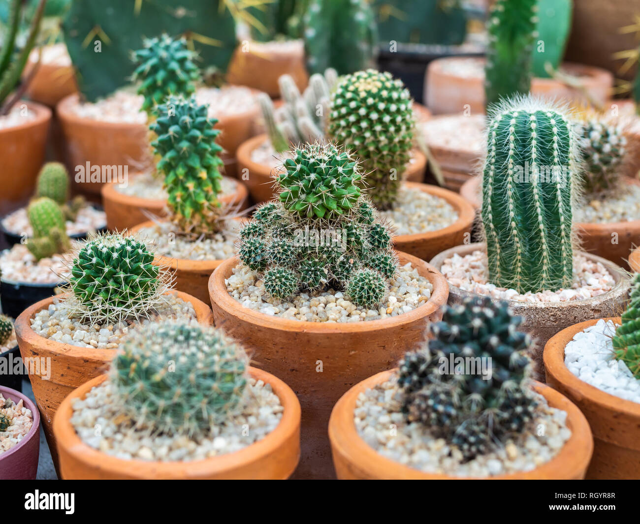 De nombreux types de vert des cactus sur le gravier dans des pots en terre cuite. Banque D'Images