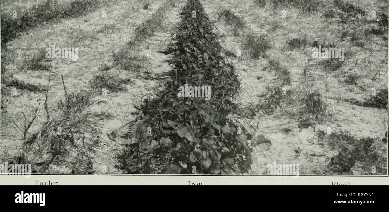 . Bulletin. 1901-13. L'agriculture ; l'Agriculture. Fig. 1.-Plants du fer du niébé, le 26 octobre 1901.. Tiivl Fig 2.-niébé fer vs. Black et Taylor, comparative montrant une résistance au noeud racine flétrissent et.. Veuillez noter que ces images sont extraites de la page numérisée des images qui peuvent avoir été retouchées numériquement pour plus de lisibilité - coloration et l'aspect de ces illustrations ne peut pas parfaitement ressembler à l'œuvre originale.. United States. Bureau de l'industrie des végétaux, les sols, et le génie agricole. Le gouvernement de Washington. L'impression. Off Banque D'Images