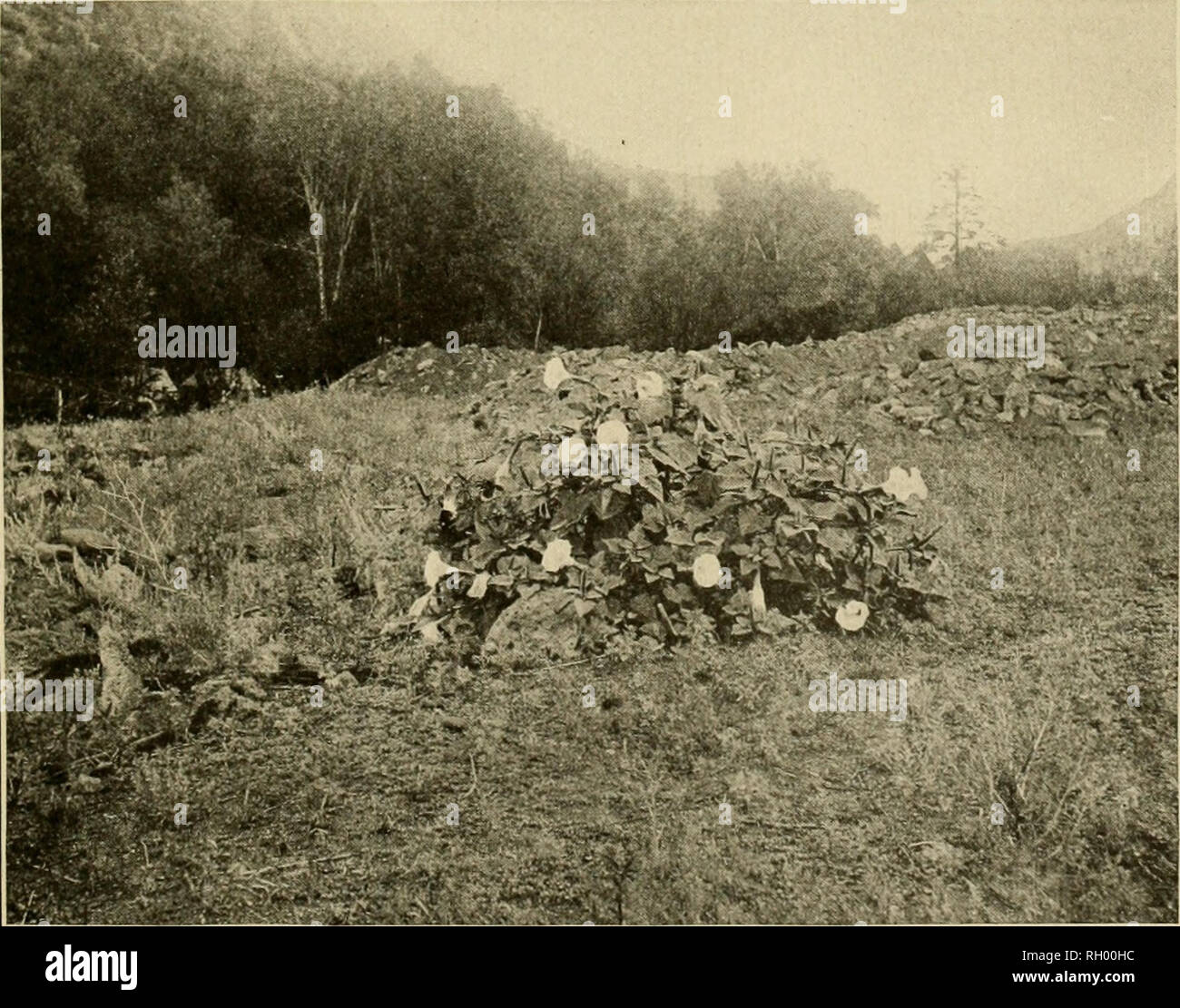 . Bulletin. De l'ethnologie. A. QUATRE-O'Clock (QUAMOCLIDION MULTIFLORUM). Ce GRAND MASSIF mesuré plusieurs pieds de diamètre. Plutôt COMMUN DANS LES CANYONS.. £. DATURA METELOIDES, UNE GRANDE ET REMARQUABLE DE L'usine STREAi les pentes. ;Les CES ET LES TALUS. Veuillez noter que ces images sont extraites de la page numérisée des images qui peuvent avoir été retouchées numériquement pour plus de lisibilité - coloration et l'aspect de ces illustrations ne peut pas parfaitement ressembler à l'œuvre originale.. Smithsonian Institution. Bureau of American Ethnology. Washington : G. P. O. Banque D'Images