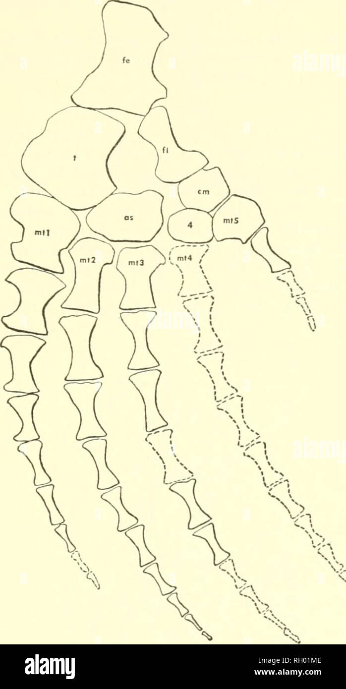 . Bulletin. L'histoire naturelle. RUSSELL : AMERICAN MOSASAURES 103. Text-fig. 6L postérieurs de Mosasaiirus conodon (après Martin, 1953, X a propos de Yi)- la partie proximale, mais moins étendu horizontalement dans la partie distale, que celle de M. conodon. Un très grand trochanter est situé directement sous la tête du fémur. Proximodorsal la surface du fémur est développé en une crête longitudinale médiane dans M. hoffmanni. Dans Tylosaiirus Prognathodon Platecarpus, et les extrémités articulaires du fémur sont irregidarly et striée cannelée, indiquant l'existence d'une épaisse couverture de cartilage dans la vie. Et tibial fibu Banque D'Images