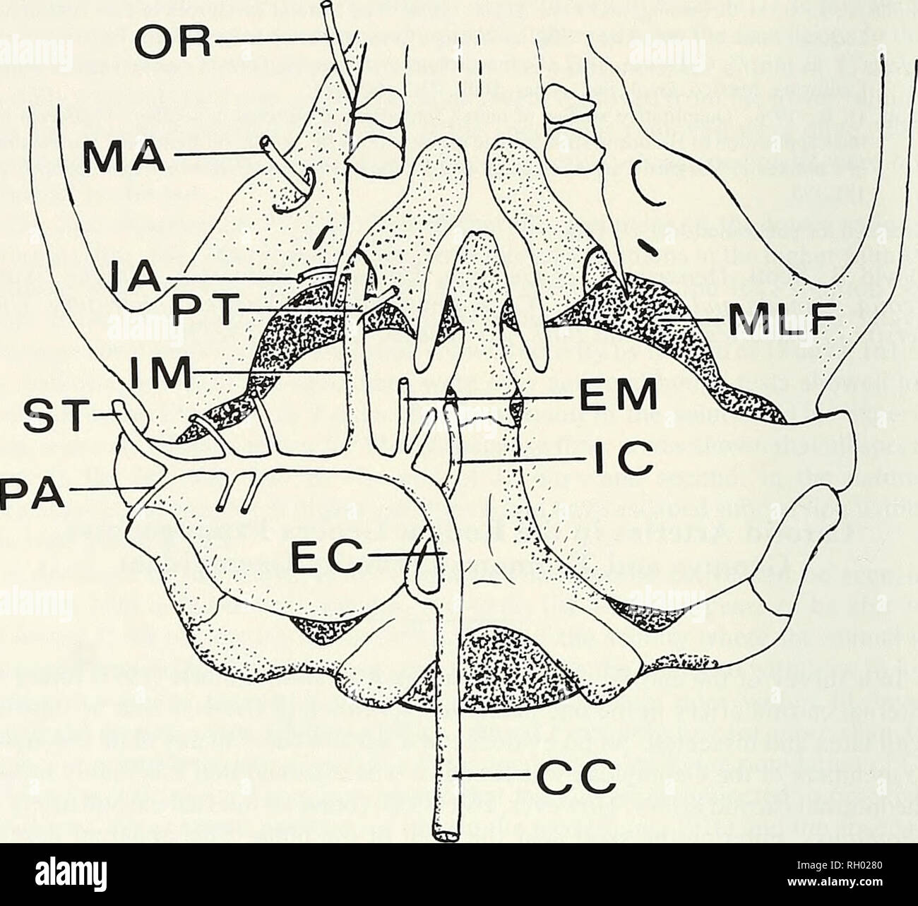 . Bulletin. La science ; natural history ; histoire naturelle. 64 LE SUD DE L'Académie des Sciences de Californie. Fig. 1. Geomyid fondée sur des artères carotides Thomomys. vue ventrale. CC  = coinmon, carotide, carotide externe CE  = EM  = maxillaire externe, lA  =. alvéolaire inférieur IC  = IM, carotide interne  = maxillaire interne, MA  = masseteric artère, MLF  = milieu lacérer, ou foramen orbital  = partie de la maxillaire interne. PA  = auriculaire postérieur. PT  = partie de la ptérygoïde maxillaire interne, ST  = Temporale superficielle. donnant lieu au maxillaire, donnant de petites branches nutritive à la masse Banque D'Images