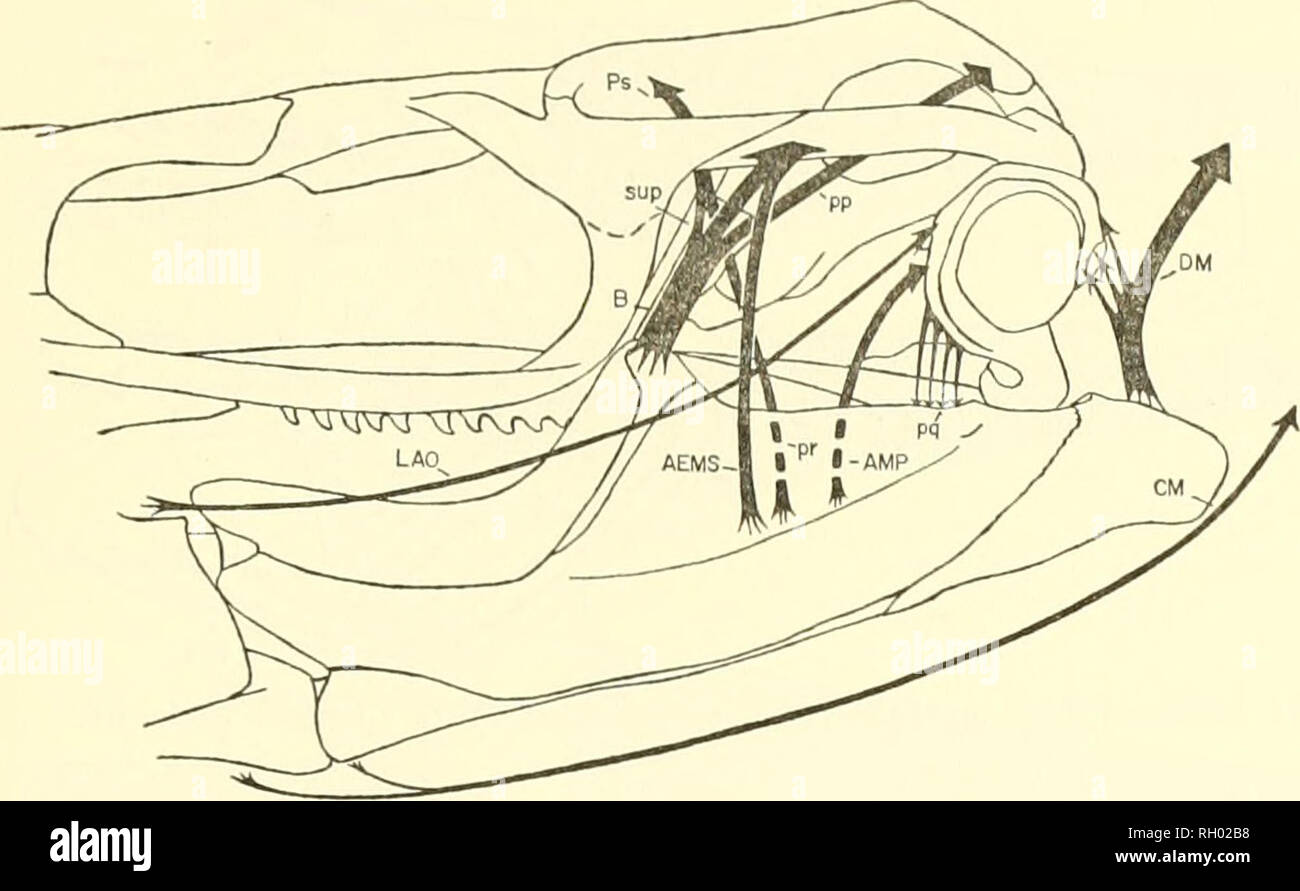 . Bulletin. L'histoire naturelle. RUSSELL : AMÉRICAIN MOSASAL'RS 61. Text-fig. 33. La musculature superficielle restauré de Clidastes liodontus de la région temporale. 3. Les unités de base, composé de la ptérygoïde et ectopterygoid de chaque côté de la partie postérieure du toit de la cavité orale. Chaque unité est lié à l'arrière par des muscles de la partie occipitale et la mandibule, et par des ligaments de l'os carré unités. Il forme un contact glissant avec la posteromedial comer du jugal, et est joint par un chevauchement de la suture palatine (museau) unité de foi-m une feuille flexible d'os à travers lequel l'hypo Banque D'Images