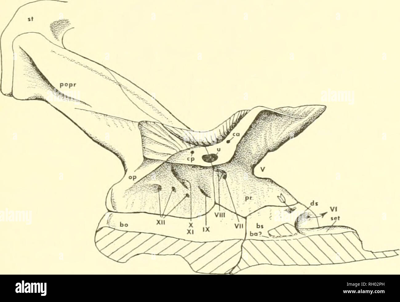 . Bulletin. L'histoire naturelle. RUSSELL : AMERICAN MOSASAURES 35 la partie antérieure deux-tliirds de sa longueur, puis augmente à un angle de 45° à l'extrémité postérieure verticale de l'os, et jouxte posteroventrally. basioccipital contre Un posterodorsal la fosse située à l'angle de la surface interne de la. Text-fig. 13. Vue médiale de Clidastes propython de la boîte crânienne (VPM, 1368 X 1). prootique contient les sorties pour les souches indivise du septième antéro- nerveuse ventrale et celles pour les deux branches de l'huitième culot dorsalement. Une légère proéminence descend de l'anteroventrally haut de t Banque D'Images . Bulletin. L'histoire naturelle. RUSSELL : AMERICAN MOSASAURES 35 la partie antérieure deux-tliirds de sa longueur, puis augmente à un angle de 45° à l'extrémité postérieure verticale de l'os, et jouxte posteroventrally. basioccipital contre Un posterodorsal la fosse située à l'angle de la surface interne de la. Text-fig. 13. Vue médiale de Clidastes propython de la boîte crânienne (VPM, 1368 X 1). prootique contient les sorties pour les souches indivise du septième antéro- nerveuse ventrale et celles pour les deux branches de l'huitième culot dorsalement. Une légère proéminence descend de l'anteroventrally haut de t Banque D'Images