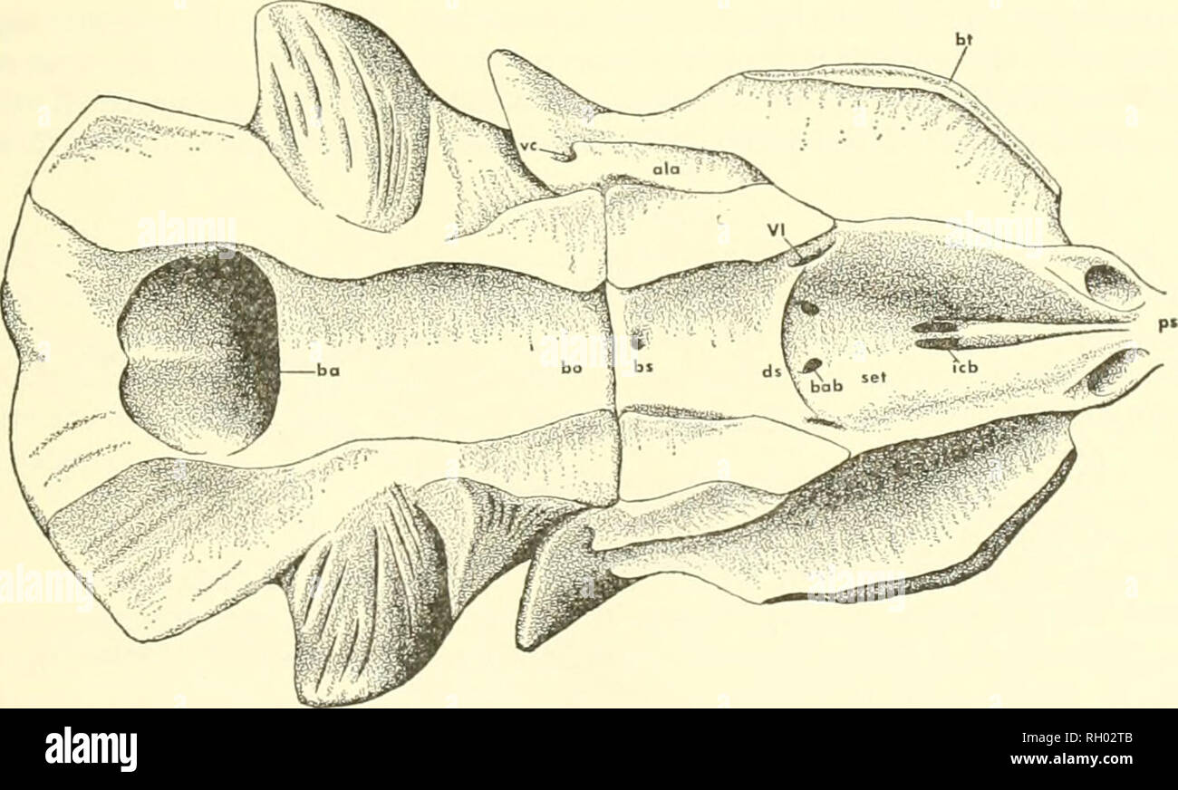 . Bulletin. L'histoire naturelle. RUSSELL : AMERICAN MOSASAURES 31 la paroi latérale de l'basisphenoid est douceur sulcata intérieurement de la paroi ventrale de l'alar processus sur la mince feuille d'os qui couvre le canal vidian et sur la base du processus d'basiptérygoïdes. La veine jugulaire interne doit avoir passé le long de ce sillon. Le canal vidian transportés l'artère carotide interne et le palatin branche du nerf septième dans le basisphenoid sous l'extrémité postérieure du processus d'alar et à nouveau sur la surface de la face antérolatérale parasphénoïde tribune. Un petit branc Banque D'Images . Bulletin. L'histoire naturelle. RUSSELL : AMERICAN MOSASAURES 31 la paroi latérale de l'basisphenoid est douceur sulcata intérieurement de la paroi ventrale de l'alar processus sur la mince feuille d'os qui couvre le canal vidian et sur la base du processus d'basiptérygoïdes. La veine jugulaire interne doit avoir passé le long de ce sillon. Le canal vidian transportés l'artère carotide interne et le palatin branche du nerf septième dans le basisphenoid sous l'extrémité postérieure du processus d'alar et à nouveau sur la surface de la face antérolatérale parasphénoïde tribune. Un petit branc Banque D'Images