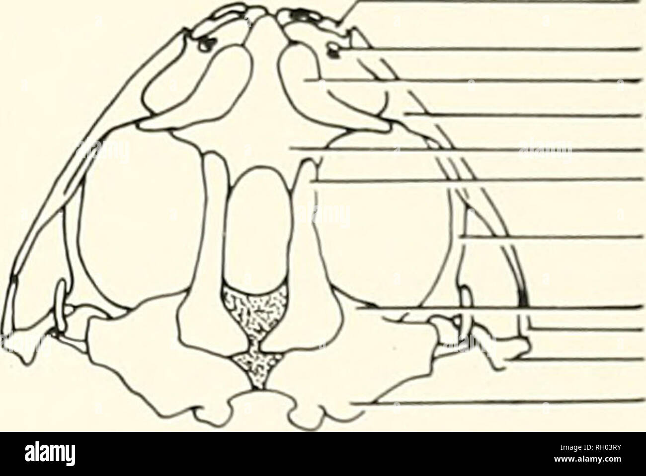 . Bulletin. La science ; natural history ; histoire naturelle. NOUS AKCII RliSI DES GROUPES D'ESPÈCES c;de rainettes faux-NORD-AMÉRICAIN (genre Pseudacris : FAMILLE HYLIDAE) Sept espèces de grenouilles chorus sont actuellement inclus dans l'Amérique du Nord Hie : Pseudacris brachyphona genre Pseudacris brimleyi, P., P. clarki, I', nigrita, J'. ornata, P. streckeri et /'. triseriata. Ces sept espèces ont été réparties en différents groupes d'inlragcncric par différents auteurs. La plus récente est que designa de Chantell (amer. Midi. Nat., 80:381- 391, 1 %8), qui ont divisé l'espèce existante en deux groupes : l'ornata gro Banque D'Images